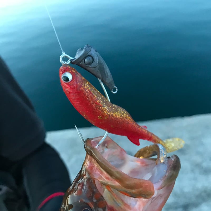 ハタ喰い・魚子（3.5inch,4.0inch）アカキン | RUDIE'S