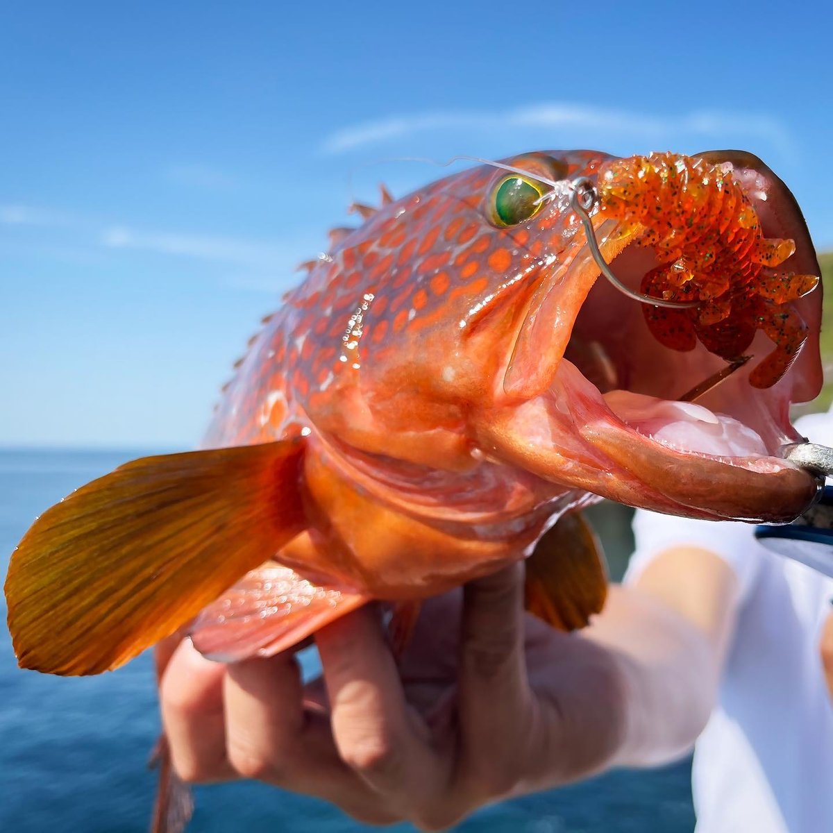 fit=scale-down,w=1200