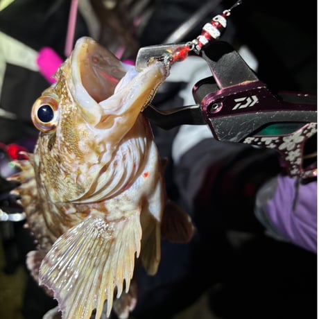 魚子チク（UVゼブラレッドグロー）