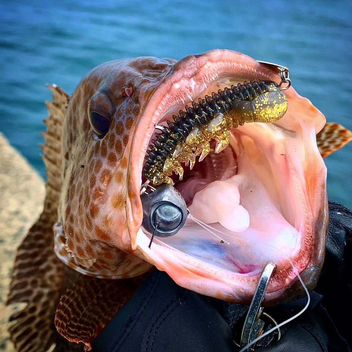 ハタ◎ ハタ喰い・蟲（2.0inch,2.4inch,2.8inch）はらぐろチャート