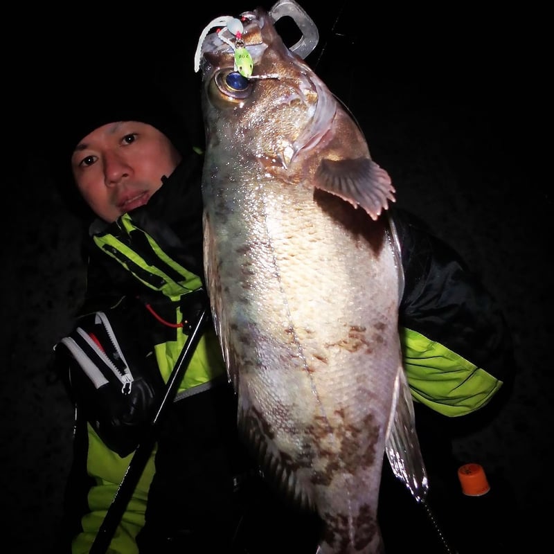 魚子チク（チャートスポットグロー） | RUDIE'S WEB SHOP