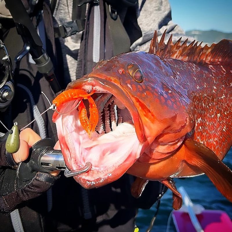 ハタ喰い魚子、ハタ喰い蝦、ハタ喰い蟲、根魚狩りＪ・Ｈ、根魚狩りフック、パーカー 根魚ジギングに面白そうな「根魚狩りジグヘッド」と「ハタ喰い