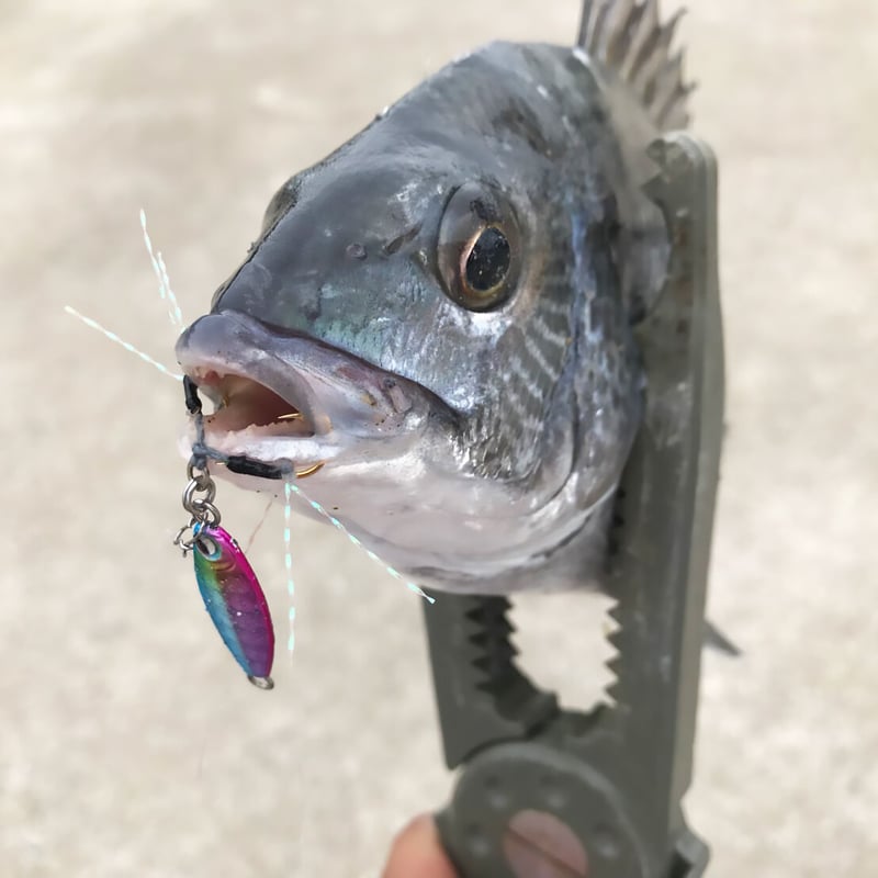 魚子メタル(キンアジゴ)0.6g,0.8g,1.0g,1.5g,2.0g,3.0g 魚子メタル(キンアジゴ)0.6g,0.8g,1.0g,1.5g,2.0g,3.0g