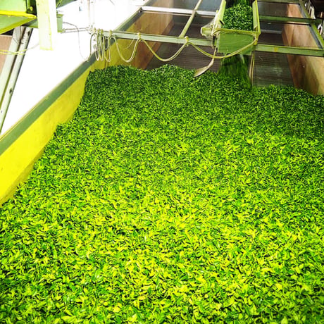 おうち飲み用　新茶ティーバッグ