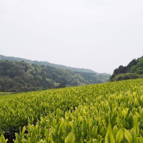 2026年 新茶