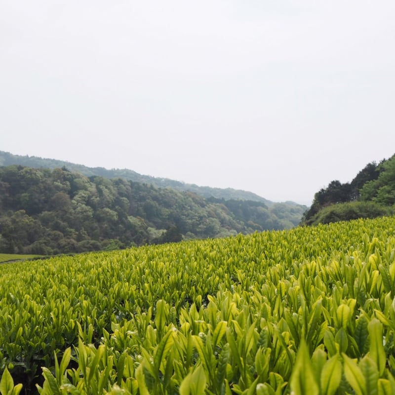 エーコープ煎茶 新茶グリーン（今年の新茶2025年） 1_f5d9a61f