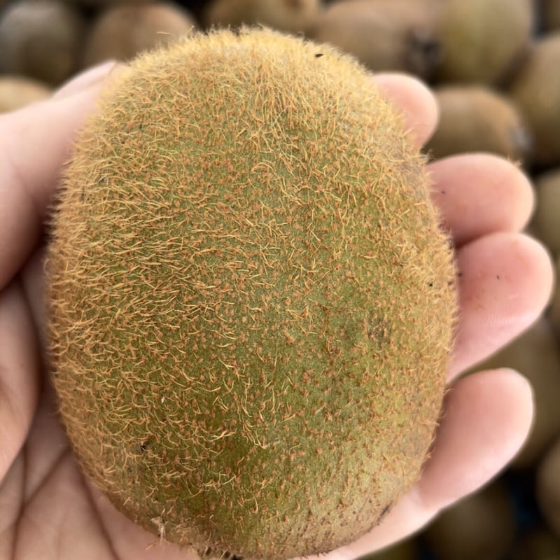 1箱20個入NATIVE畑のグリーンキウイ（2Lサイズ） | NATIVE GARDEN+