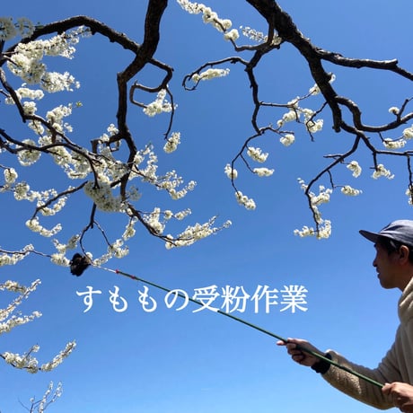 送料無料 2025年7月発送先行予約！甘々すもも 『夏の天使』サマーエンジェル南アルプスNATIVE畑から 送料無料の直送！８〜１０玉（１kg以上）