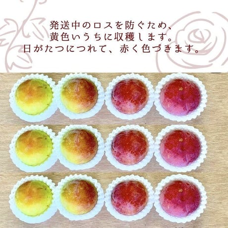 送料無料 2025年7月発送先行予約！甘々すもも 『夏の天使』サマーエンジェル南アルプスNATIVE畑から 送料無料の直送！８〜１０玉（１kg以上）