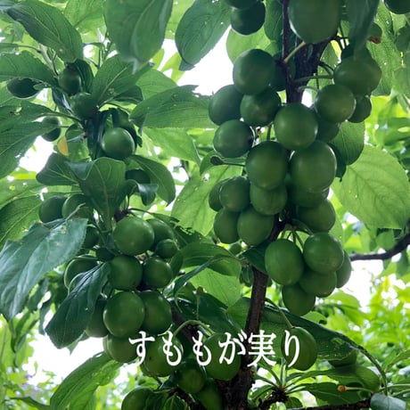 送料無料 2025年7月発送先行予約！甘々すもも 『夏の天使』サマーエンジェル南アルプスNATIVE畑から 送料無料の直送！８〜１０玉（１kg以上）