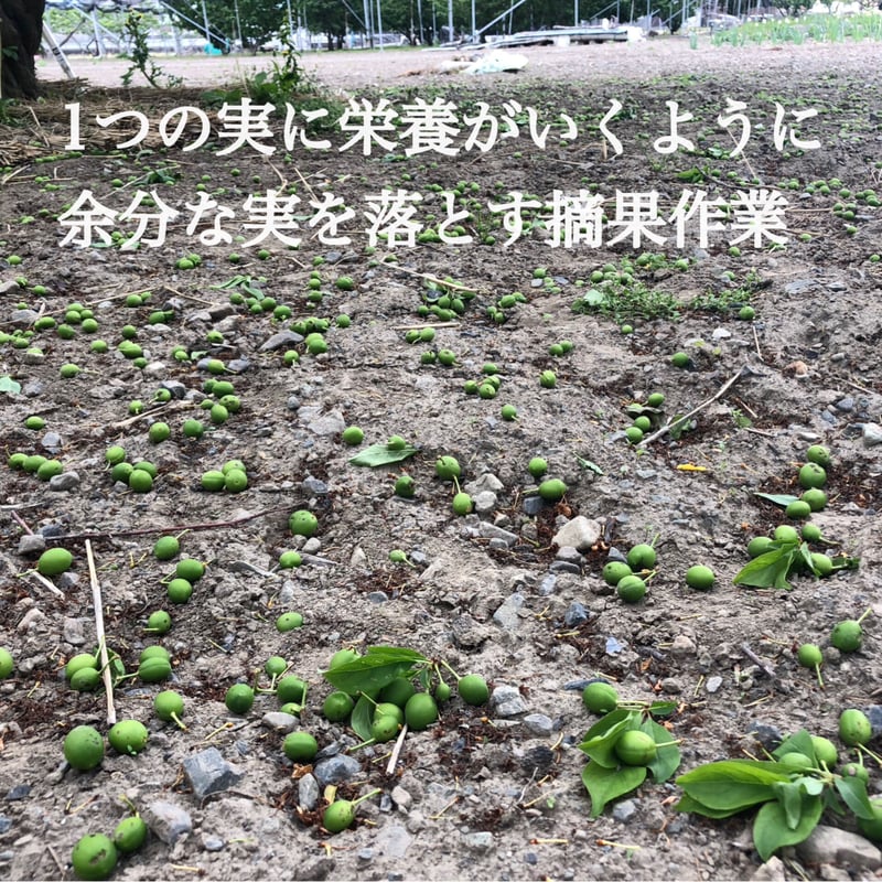 送料無料 2025年7月発送先行予約！甘々すもも 『夏の天使』サマー