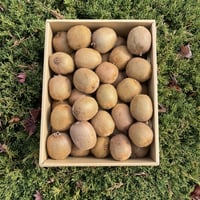 規格外サイズお得品『MINIキウイ』NATIVE畑のグリンキウイ（１箱３０〜４０個入）
