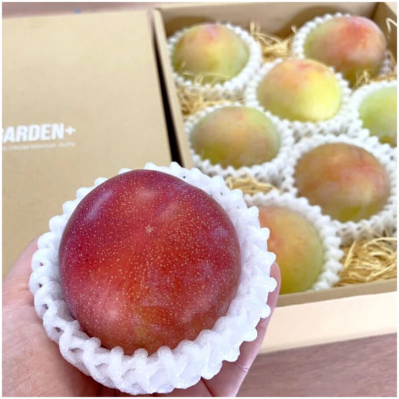 すもも 送料無料 2025年7月発送先行予約！甘々すもも 『夏の天使』サマー