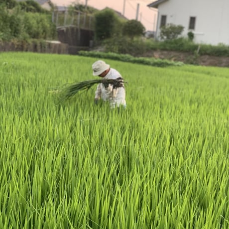 森のくまさん　１kg