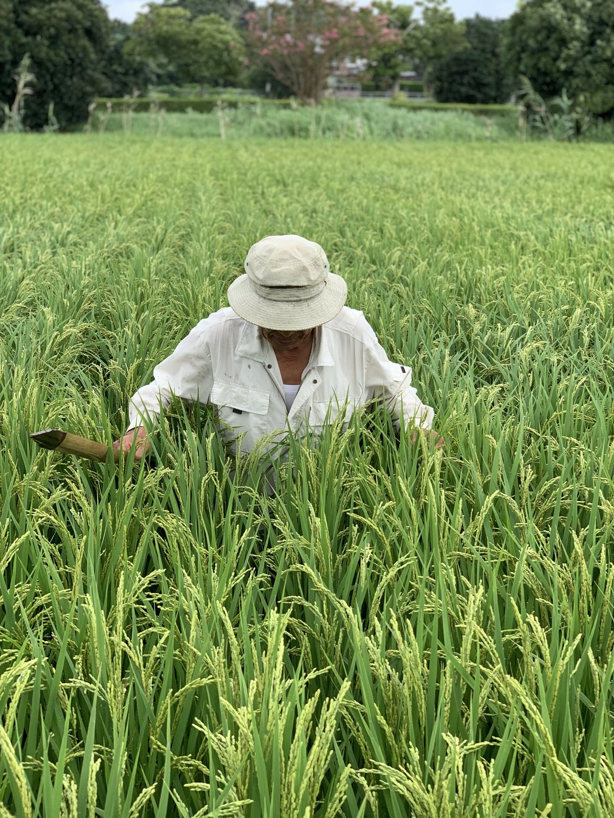森のくまさん20kg 森のくまさん 20kg | 大本商店