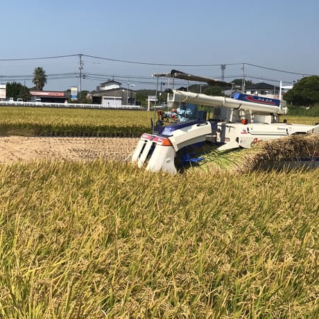 森のくまさん　２０kg