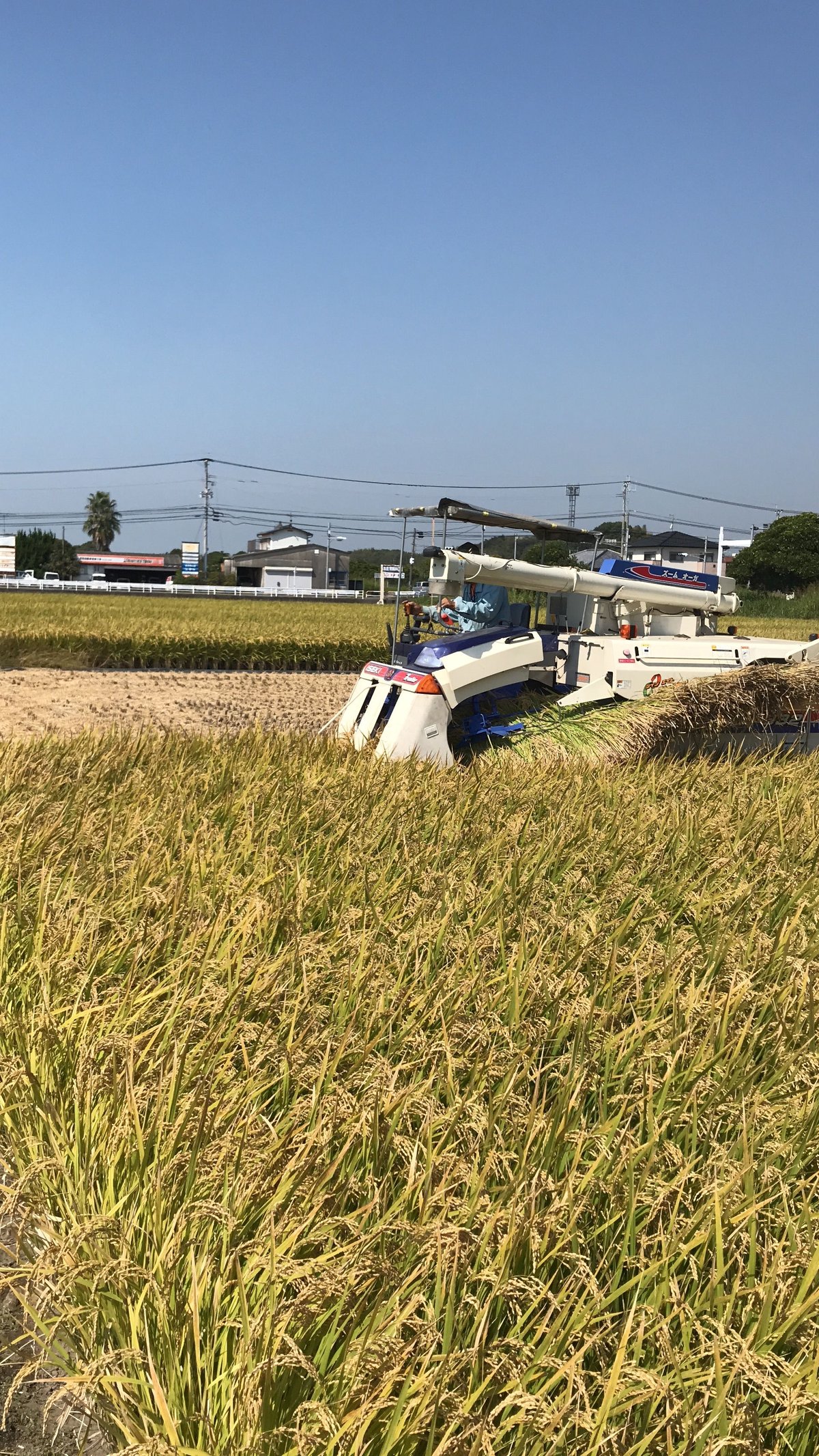 無洗米 20kg 森のくまさん 熊本