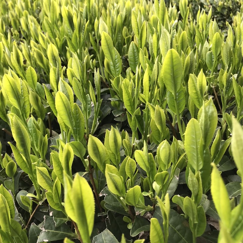 令和7年新茶❗️化粧箱二本入り そのぎ玉緑茶「茶縁」つゆひかり 
