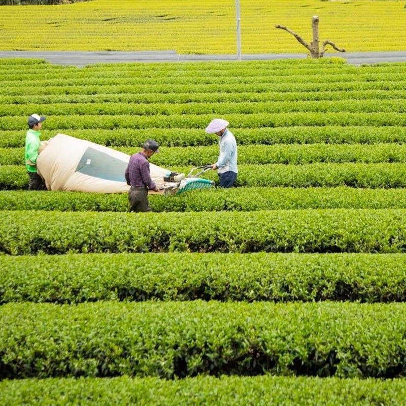 令和7年新茶❗️粉茶 （Tパック） | 東坂こくまる商店