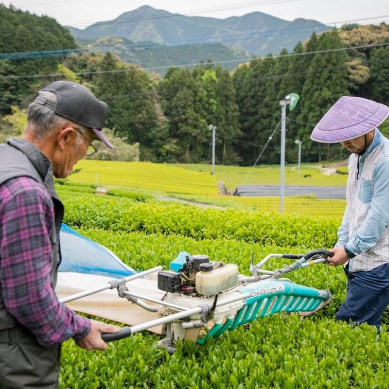 令和7年新茶❗️白折れ（茎茶） 200g入り | 東坂こくまる商店