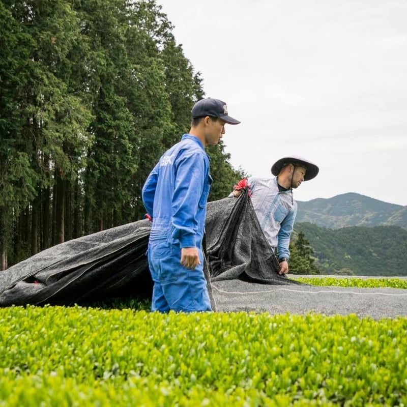 令和7年新茶❗️粉茶 （Tパック） | 東坂こくまる商店