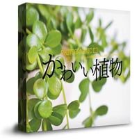かわいい植物の写真素材