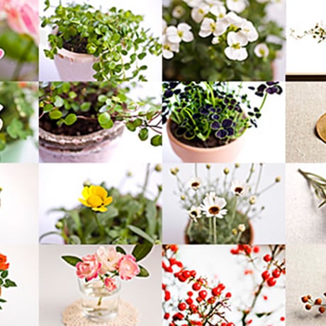 かわいい植物の写真素材