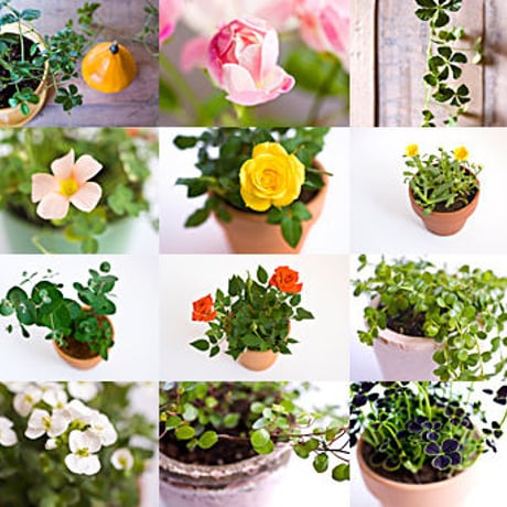 かわいい植物の写真素材