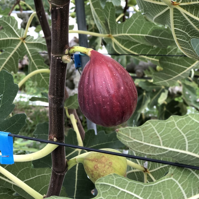 樹上完熟いちじく 8月出荷分の受付 | AOKI FARM & DELI