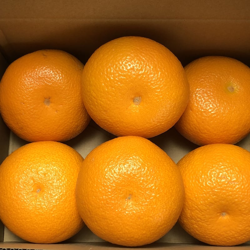 お試し 紅八朔 約2kg（6個）入り | AOKI FARM & DELI