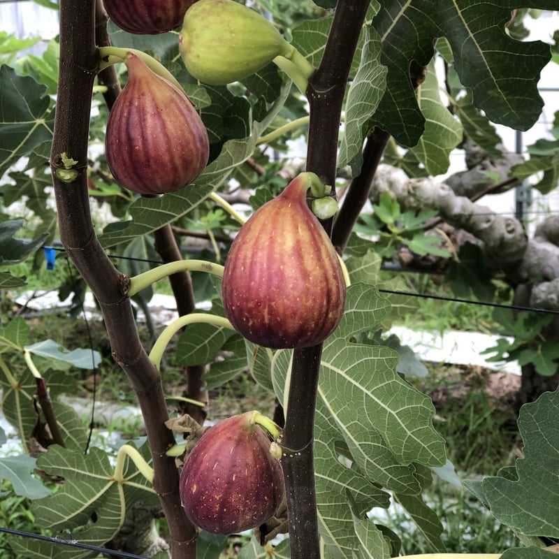 樹上完熟いちじく 8月出荷分の受付 | AOKI FARM & DELI