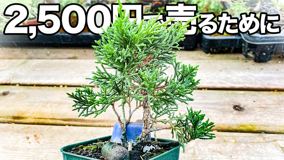 盆*人様 真柏　優良素材！ 真柏 | GreenScapeオンラインストア