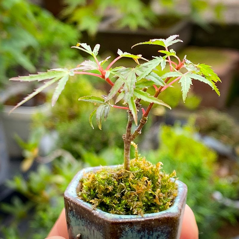織姫もみじ | MATERIAL BONSAI