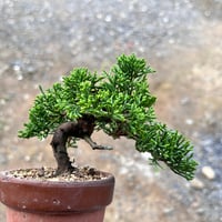真柏のマテリアル