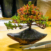 カルーナ(ブルガリス)のギフト権