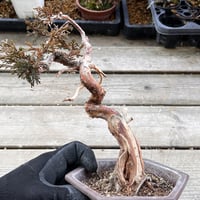 真柏盆栽のマテリアル５