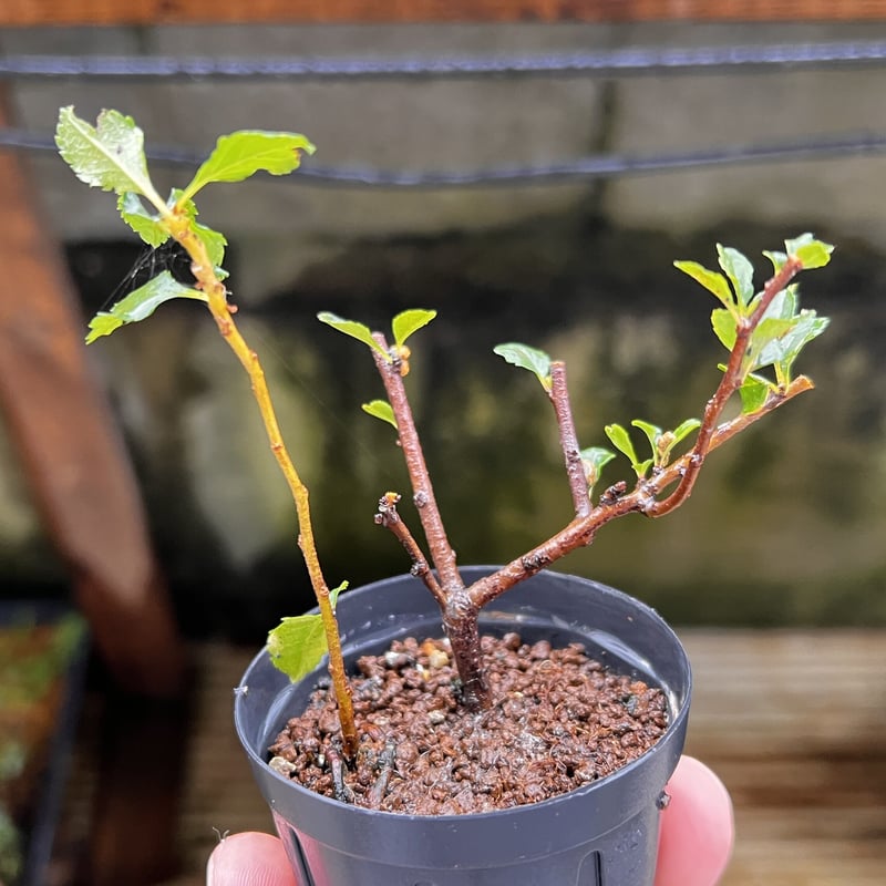 長寿梅(赤花)の挿し木素材6本まとめて | MATERIAL BONSAI