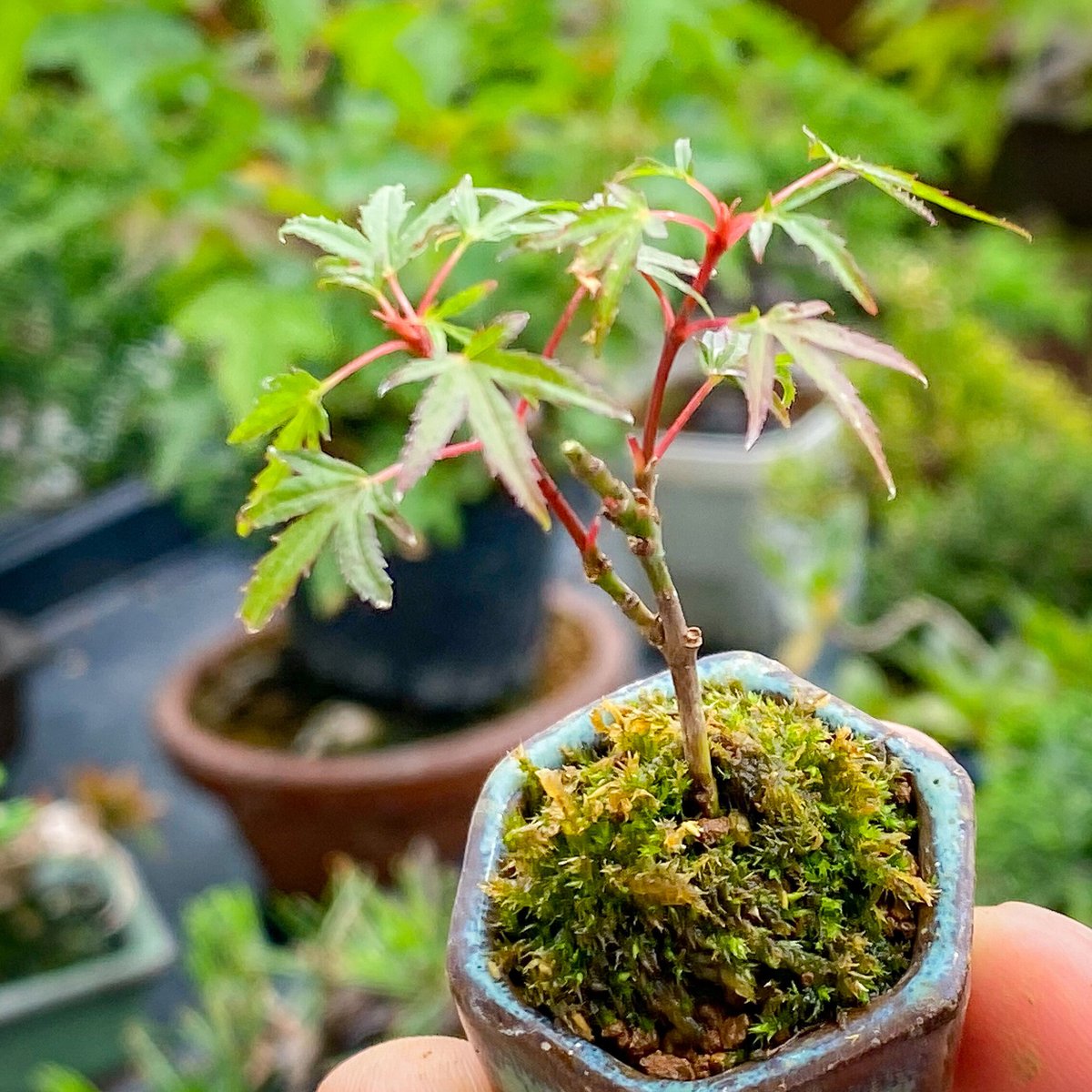 織姫もみじ | MATERIAL BONSAI
