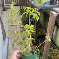 荒皮もみじの挿し木素材５本