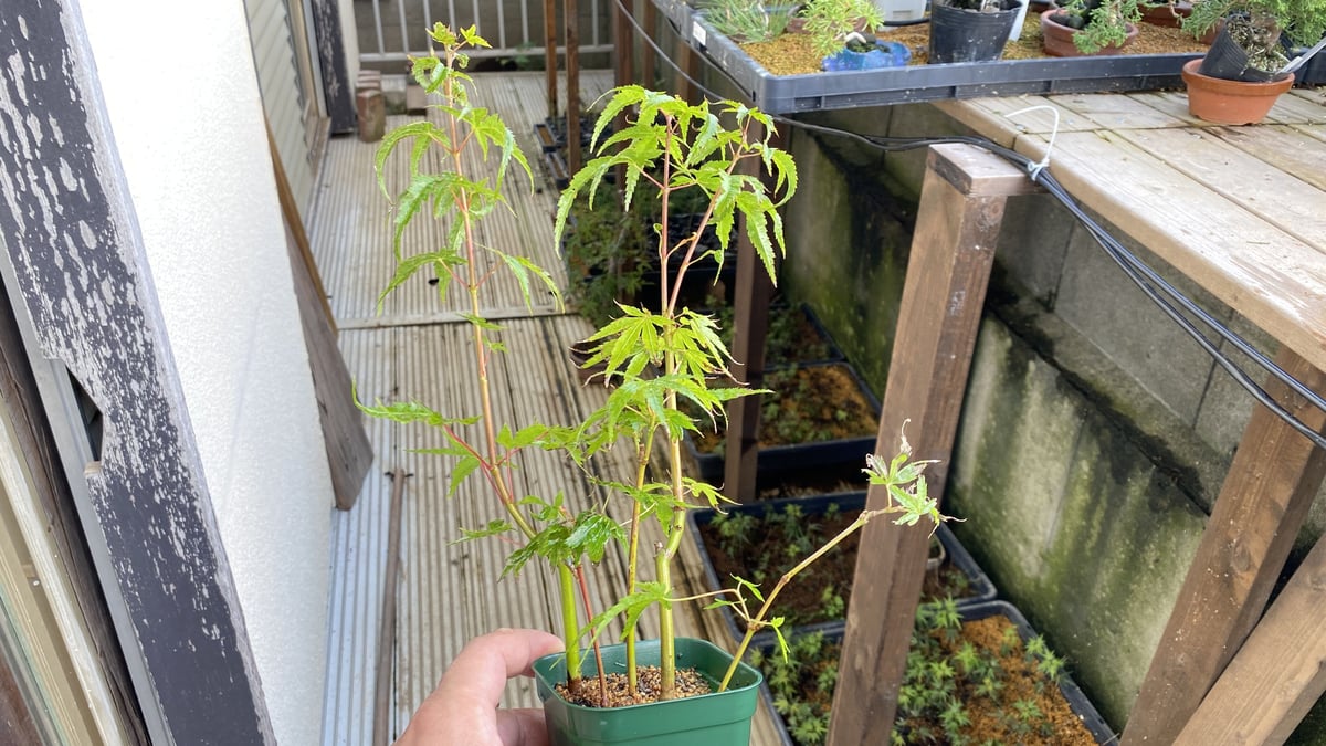 荒皮モミジ　優良素材 荒皮もみじの挿し木素材5本 | MATERIAL BONSAI