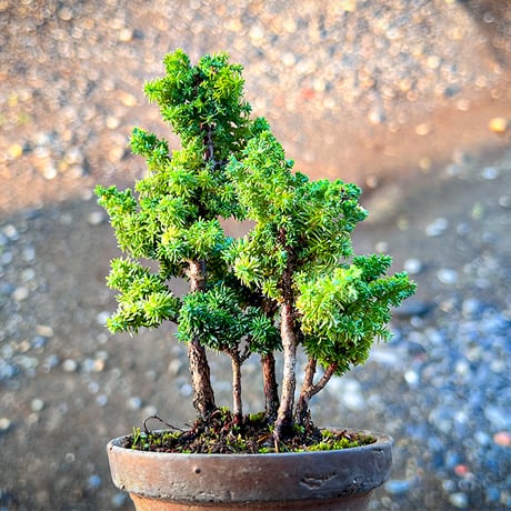MATERIAL BONSAI