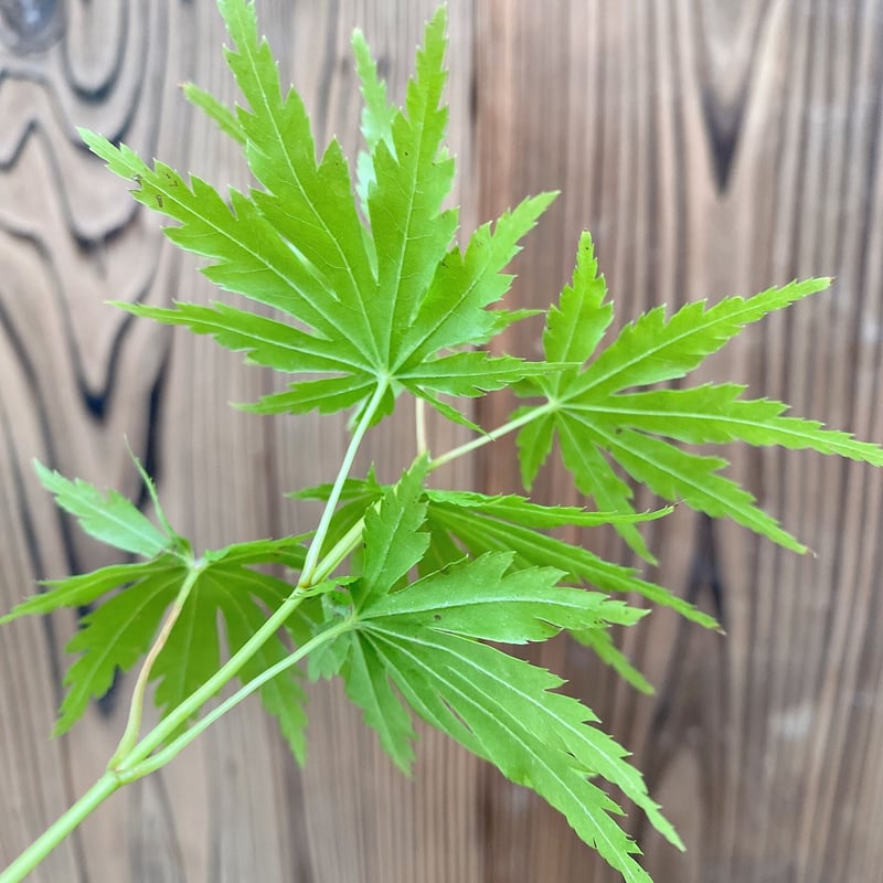 有明もみじの盆栽素材(実生8年目) ※普通郵便 | MATERIAL BONSAI