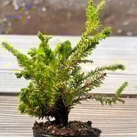 荒皮もみじの挿し木素材5本 | MATERIAL BONSAI