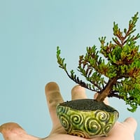 カルーナ(ブルガリス)のギフト権
