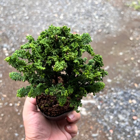 石化檜のマテリアル