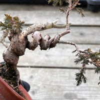 真柏盆栽のマテリアル４