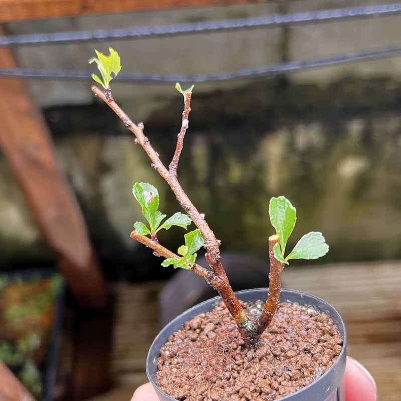 長寿梅(赤花)の挿し木素材6本まとめて | MATERIAL BONSAI