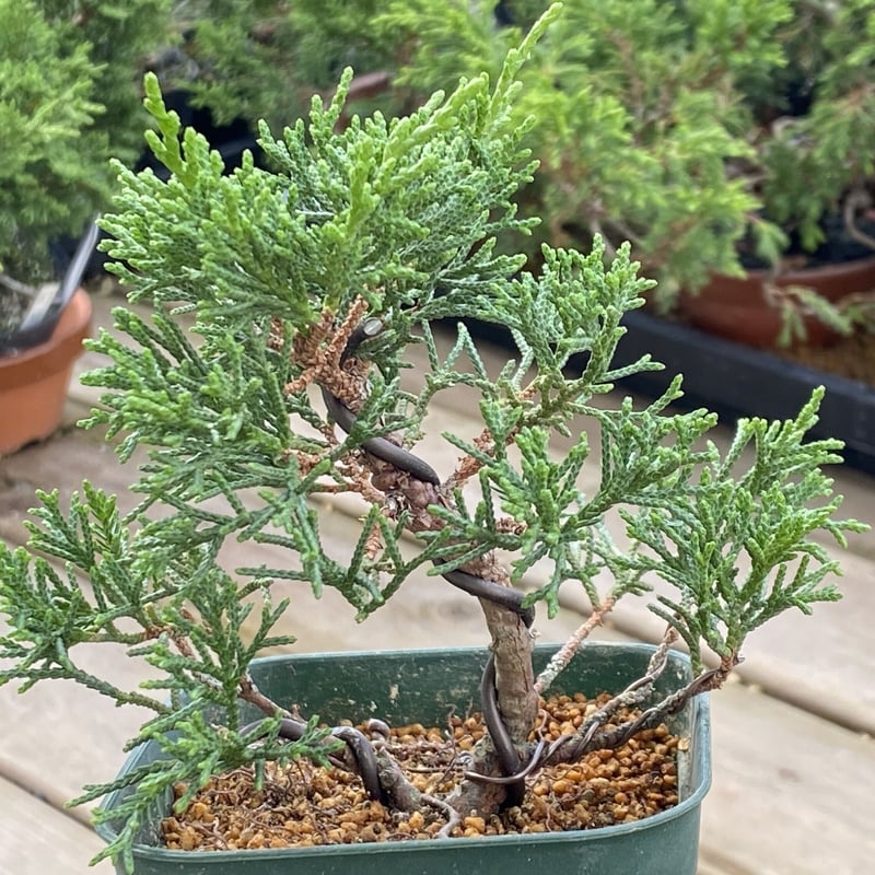 真柏の素材 | MATERIAL BONSAI