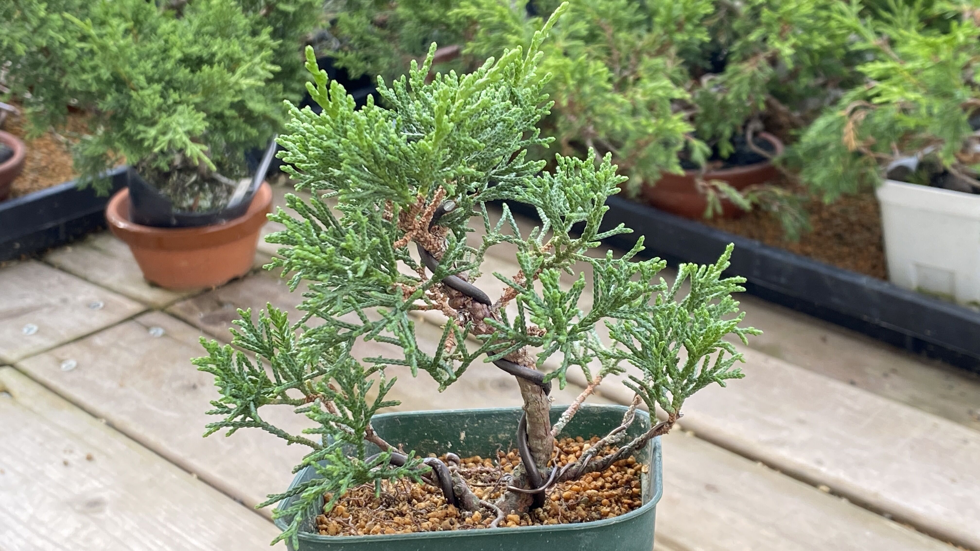 モ*ー様 真柏盆栽用素材 真柏の素材 | MATERIAL BONSAI