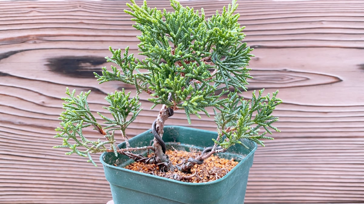 真柏の素材 | MATERIAL BONSAI